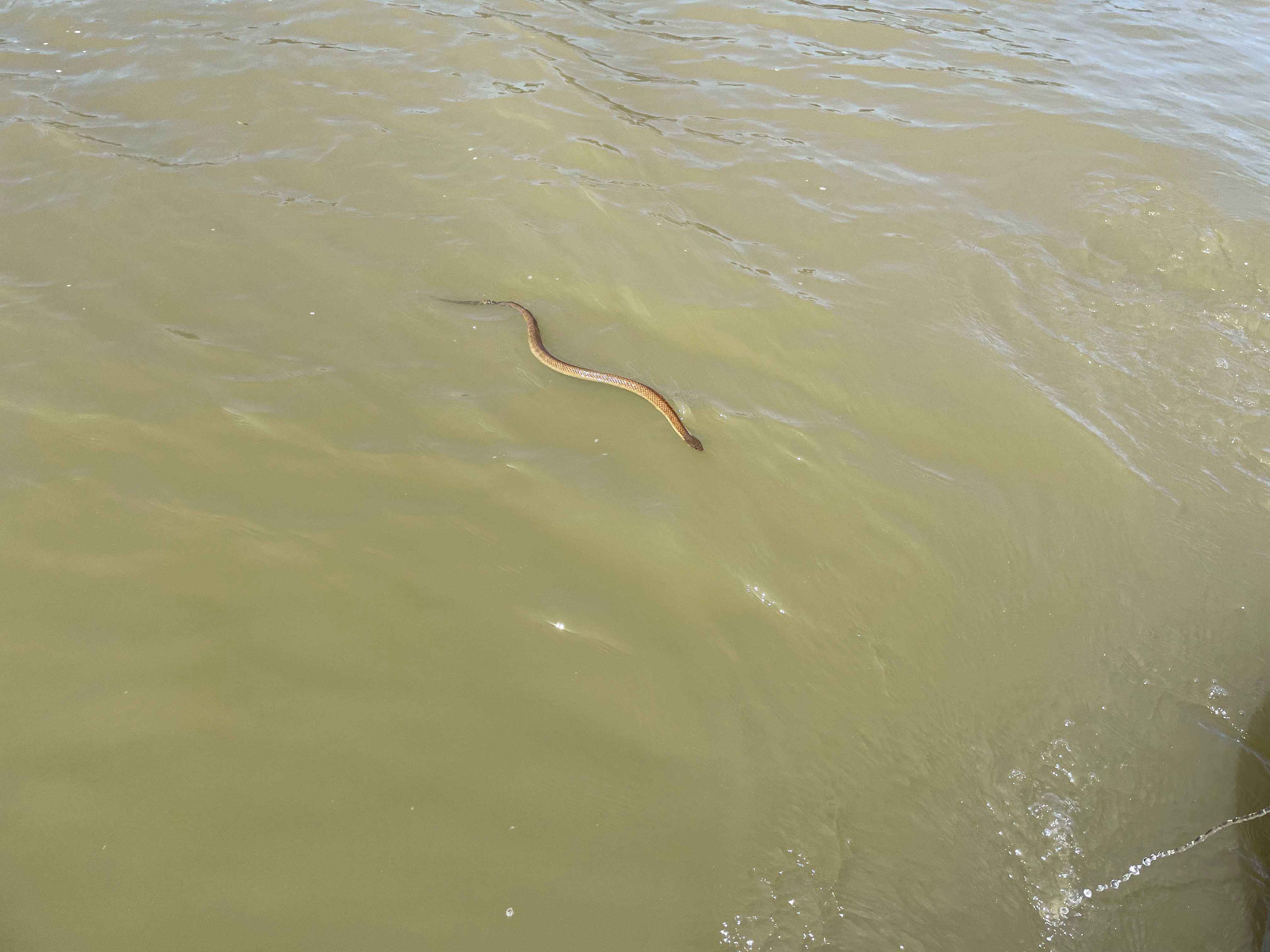 A snake swimming in the water