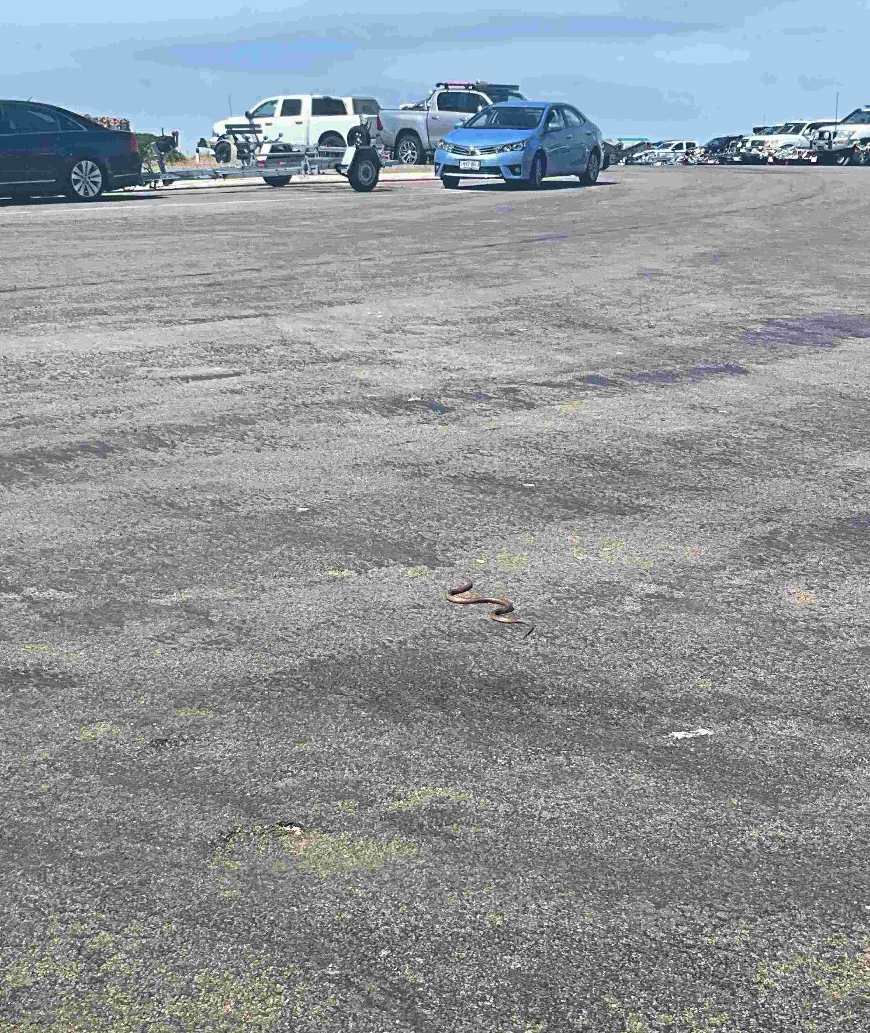 A snake at the boat ramp carpark on the ground with cars and trailers in the background.