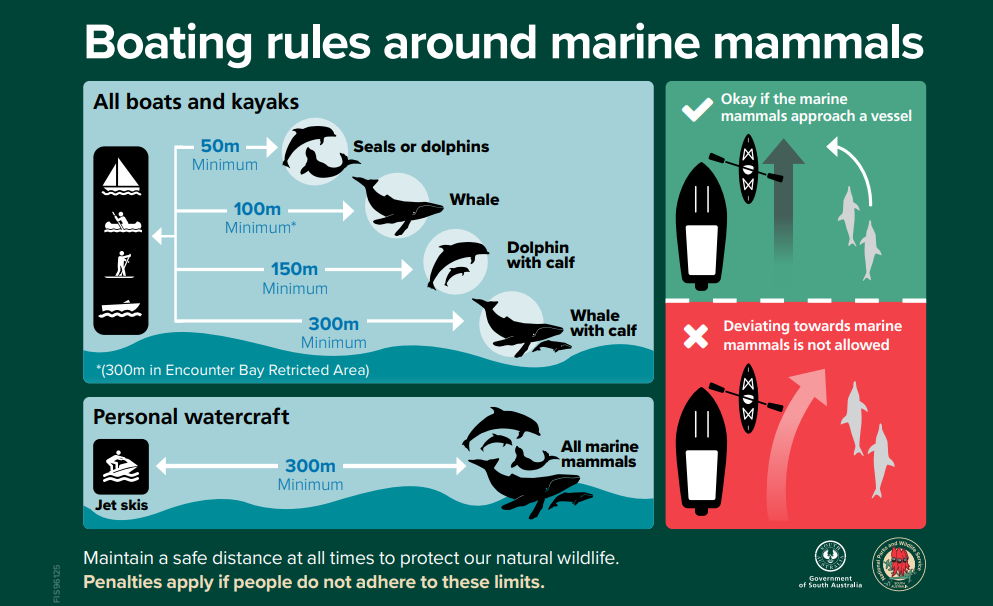 Boating rules around marine mammals infographic