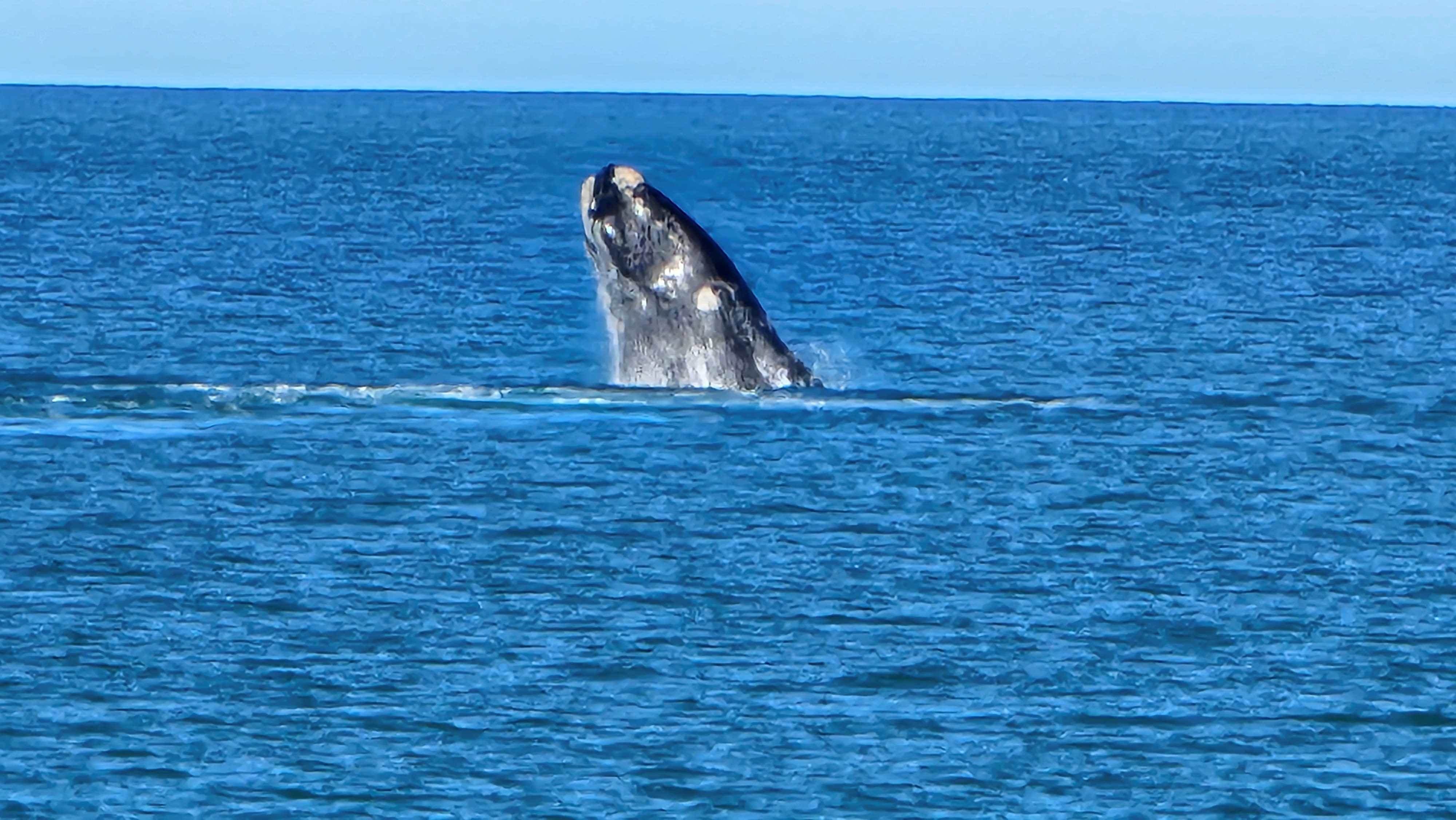 Whale head out of the water in the ocean