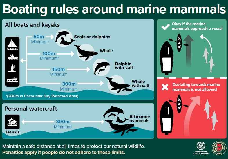 Infographic explaining the boating rules around marine mammals for all boats, kayaks and personal watercraft